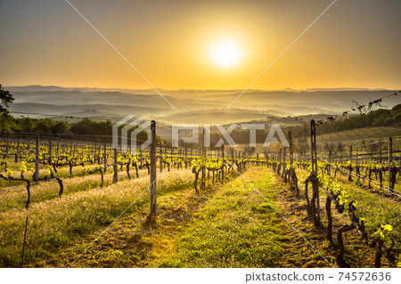 Vineyard in foggy hills Vineyard in foggy hills 74572636