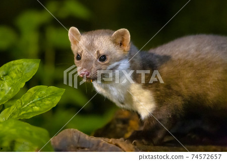 Stone marten on forest background Stone marten on forest background 74572657