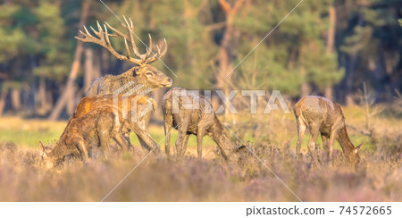 Red deer rutting season Veluwe Red deer rutting season Veluwe 74572665