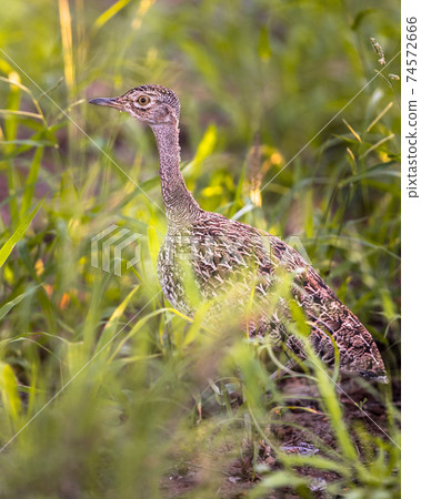 Red crested Korhaan 74572666