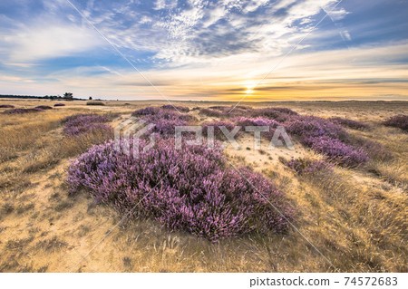 Enchanting landscape scenery of heathland 74572683