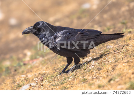 Common raven sitting Common raven sitting 74572693