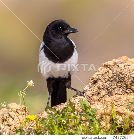 Eurasian Magpie perched Eurasian Magpie perched 74572694