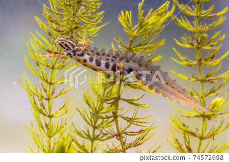 Common newt amhibian in freshwater habitat 74572698