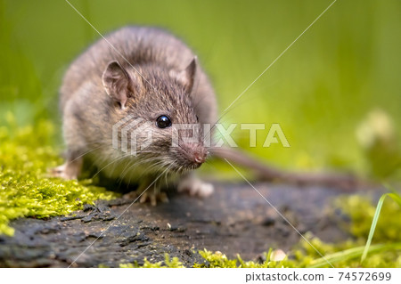 Brown rat in grass on river bank Brown rat in grass on river bank 74572699