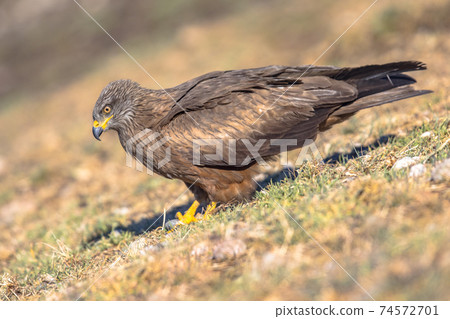 Black kite on ground 74572701