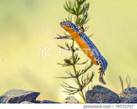 Alpine newt aquatic animal swimming in freshwater habitat Alpine newt aquatic animal swimming in freshwater habitat 74572707