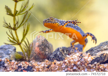Alpine newt aquatic animal swimming in freshwater habitat 74572710