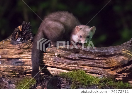 Beech marten on log at night 74572711