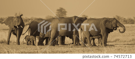 African Elephants group sepia African Elephants group sepia 74572713