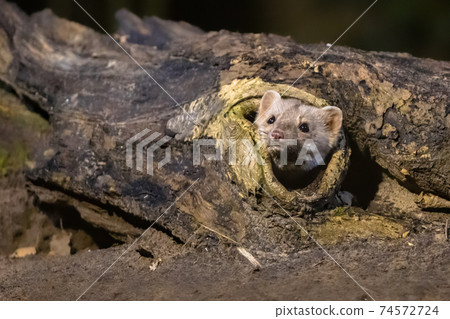 Stone marten on tree trunk 74572724