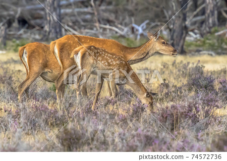 Red deer rutting season Veluwe 74572736