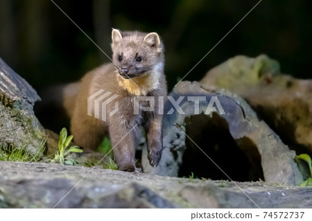 Pine marten on trunk in forest at night 74572737