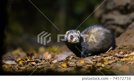 Polecat in forest at night 74572738