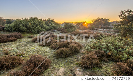 Heathland in hilly terrain on a cold morning Heathland in hilly terrain on a cold morning 74572739