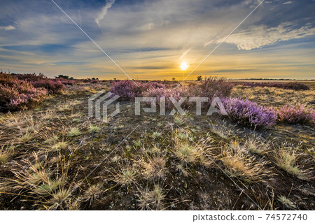 Enchanting landscape scenery of heathland Enchanting landscape scenery of heathland 74572740
