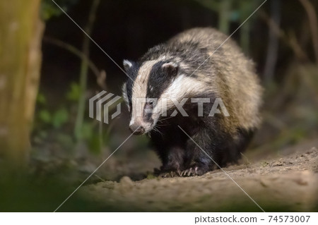 European badger foraging at night 74573007
