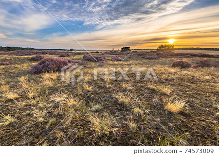 Blooming heath landscape scenery of heathland 74573009