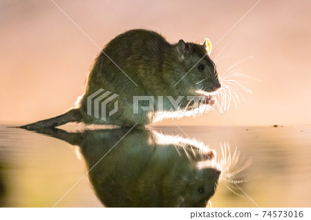 Brown rat in darkness walking in water 74573016