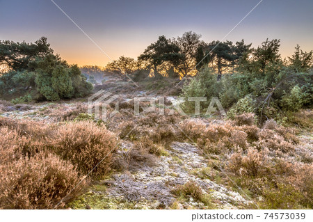 Heathland in hilly terrain on a cold morning Heathland in hilly terrain on a cold morning 74573039