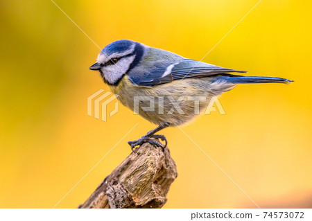 Eurasian Blue Tit perched on log looking for food Eurasian Blue Tit perched on log looking for food 74573072