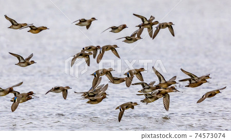 Flock of migrating Eurasian teal Flock of migrating Eurasian teal 74573074