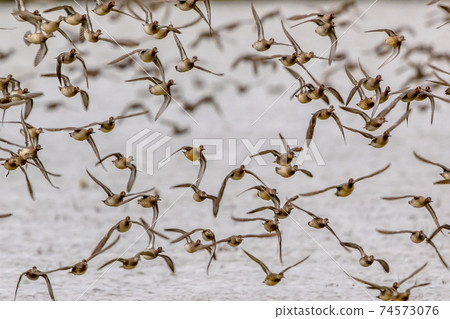 Flock of migrating Eurasian teal Flock of migrating Eurasian teal 74573076