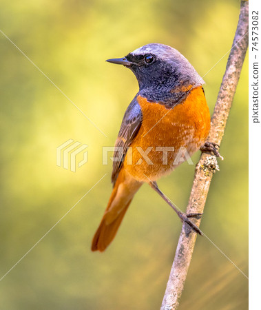 Common redstart perched on branch of tree 74573082