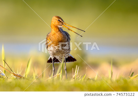 Black-tailed Godwit wader bird in natural habitat Black-tailed Godwit wader bird in natural habitat 74573122