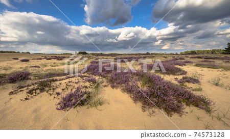 Inviting landscape scene of heathland 74573128