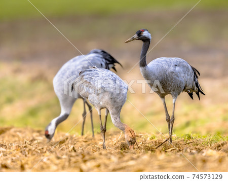 Common crane group feeding in agricultural field 74573129