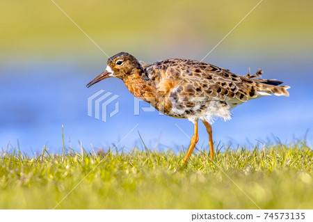 Ruff water bird feeding in grassland Ruff water bird feeding in grassland 74573135