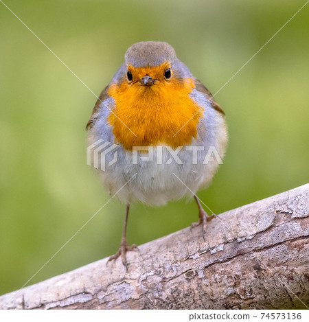 Red Robin bird in ecological garden 74573136