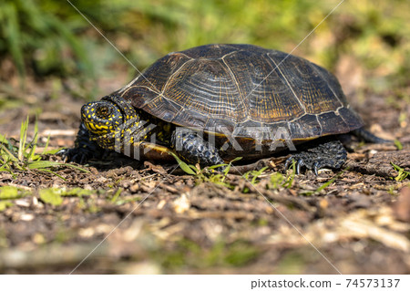 European pond turtle 74573137
