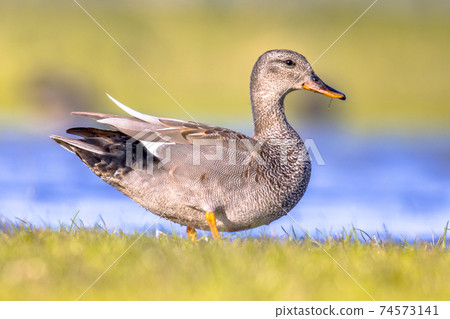 Gadwall duck in natural wetland habitat Gadwall duck in natural wetland habitat 74573141