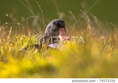 Common shelduck resting in grass 74573150
