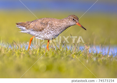 Common redshank wader bird in wetland Common redshank wader bird in wetland 74573154