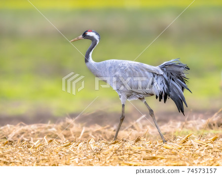 Common crane walking in agricultural field Common crane walking in agricultural field 74573157