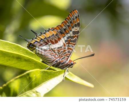 Two-tailed pasha butterfly Two-tailed pasha butterfly 74573159