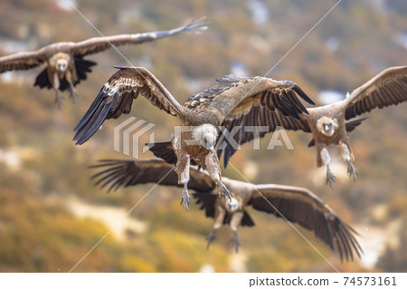 Griffon vultures flying in mist 74573161