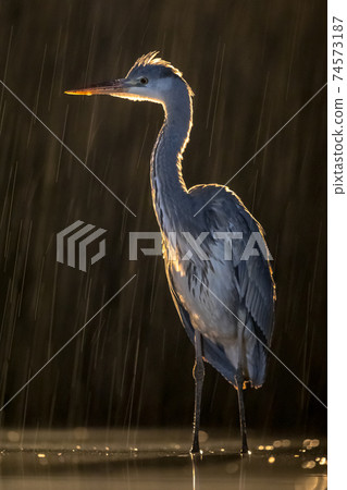 Silhouette of Grey heron hunting at night Silhouette of Grey heron hunting at night 74573187