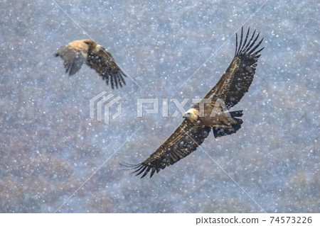 Griffon vultures flying in snow 74573226