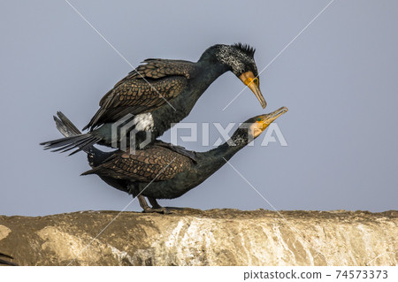 Great Cormorant pair mating 74573373