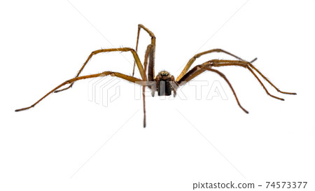 Giant house spider frontal isolated on white background 74573377