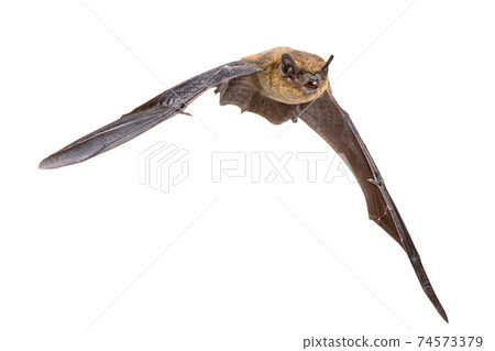 Flying Pipistrelle bat isolated on white background 74573379