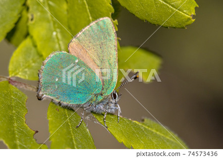 Green hairstreak butterfly 74573436