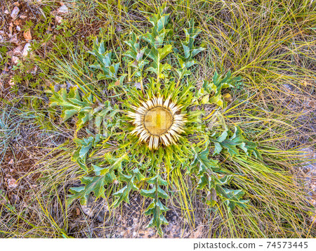 Stemless carline thistle 74573445