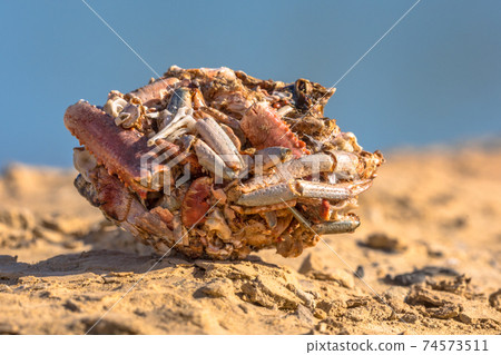 Pellet of gull Pellet of gull 74573511