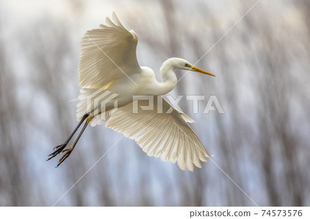 Great white Egret flying 74573576