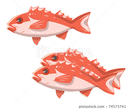 No Blackthroat Seaperch Line Stock Illustration